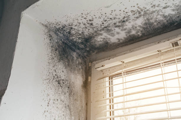 Affordable Mold Inspection And Testing solutions in Fuquay-Varina, NC